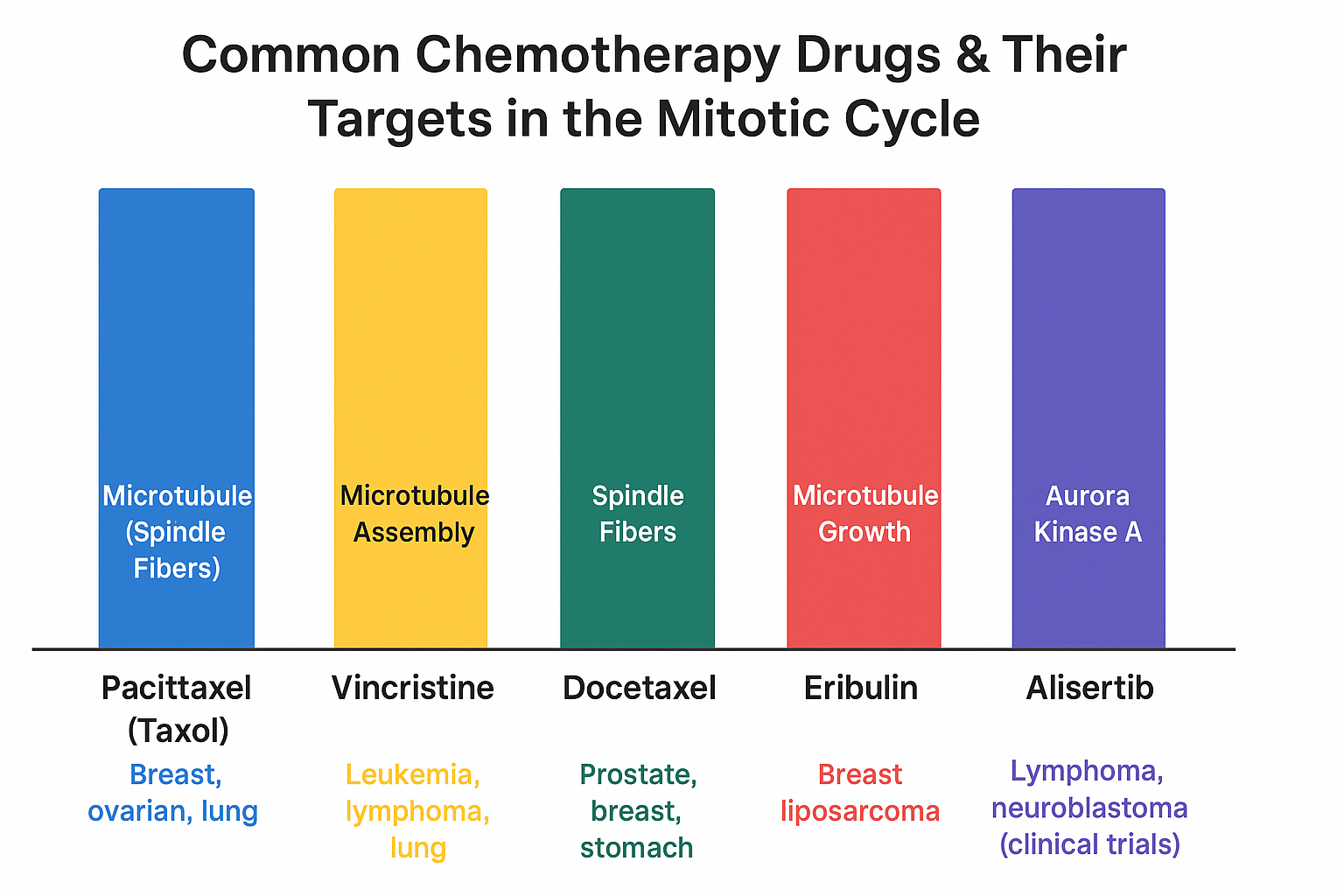 Common Chemotherapy Drugs & Their Targets in the Mitotic Cycle