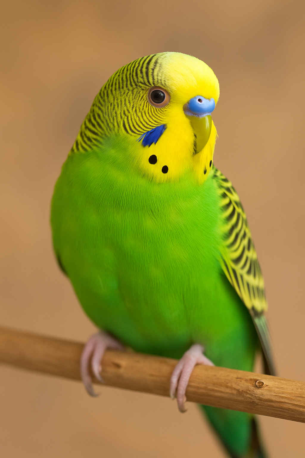 Parakeet
