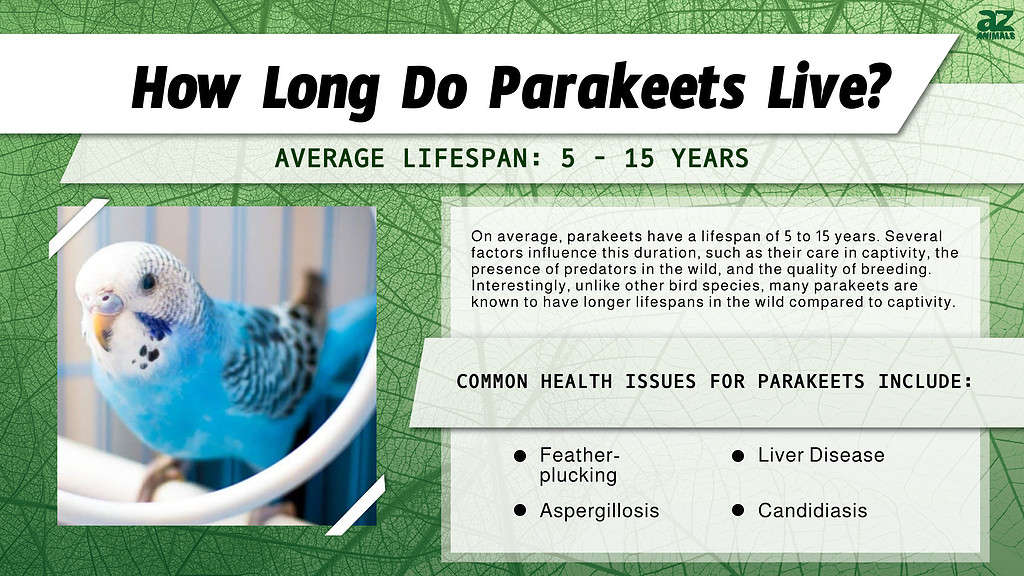 Health and Lifespan parakeet